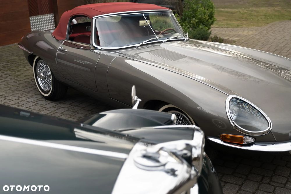 Jaguar Inny - 4