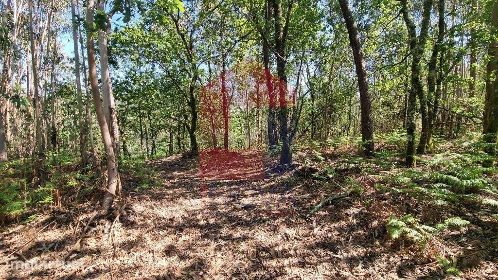 Terreno florestal, Balança - Grande imagem: 3/26