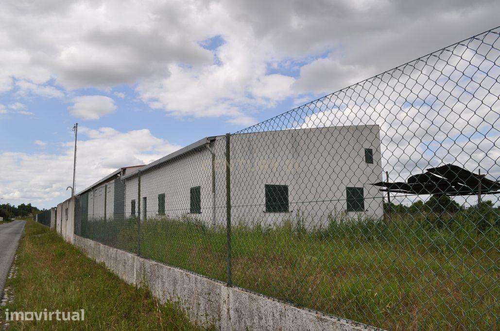 Armazém Agro-Industrial mais T1 e Terreno – Vale da Pedra, Cartaxo - Grande imagem: 5/27