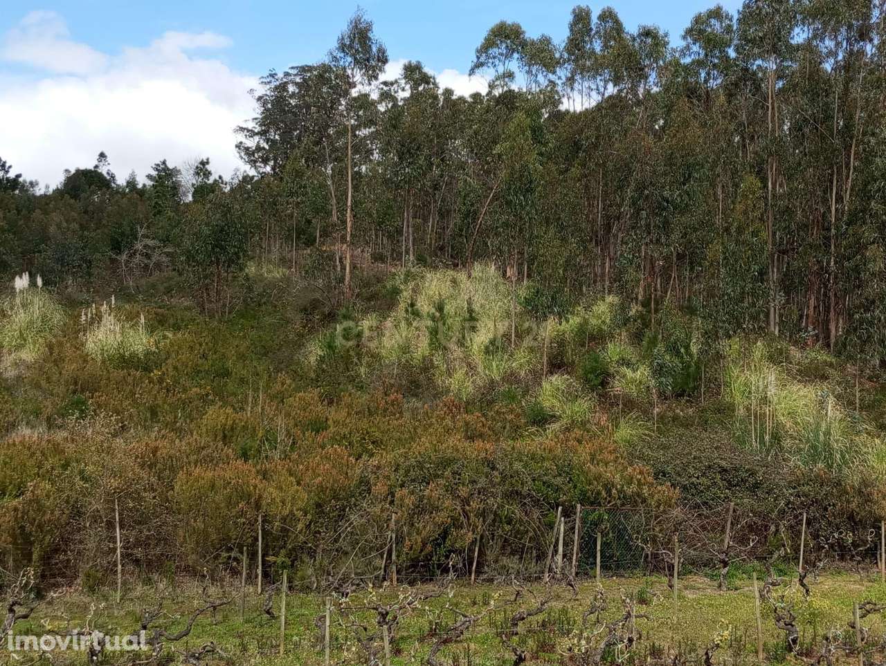 Terreno Rústico à Venda – 1800 m² em Vale Moreira, Vilar - Grande imagem: 2/17