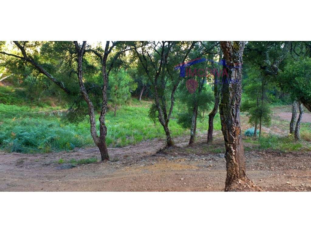 Terreno em Cernache do Bonjardim - Grande imagem: 5/14