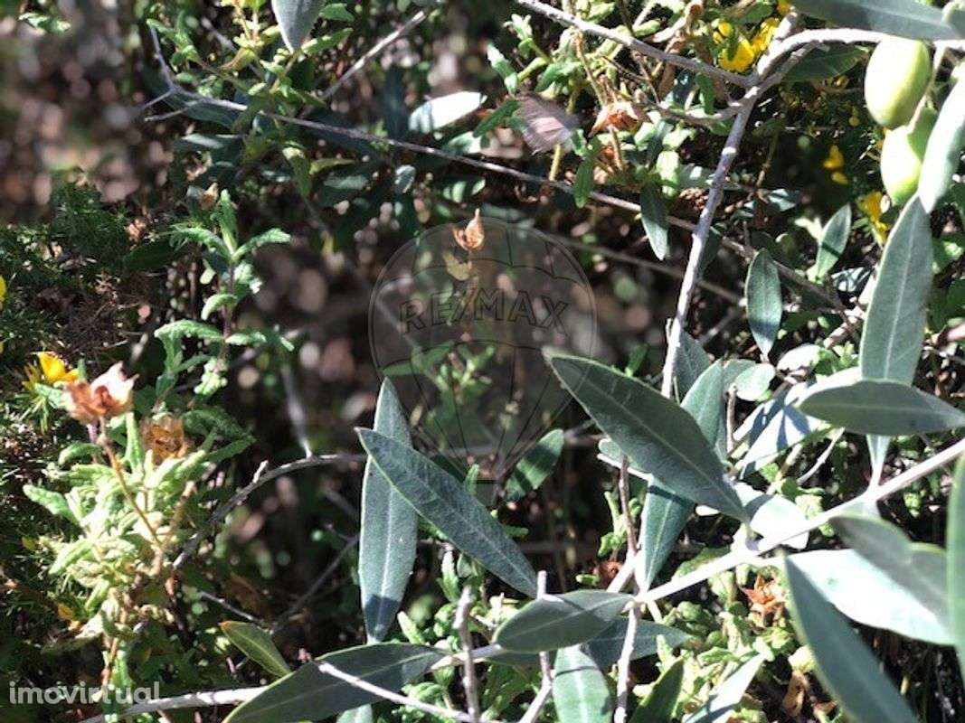 Terreno  para venda - Grande imagem: 3/3