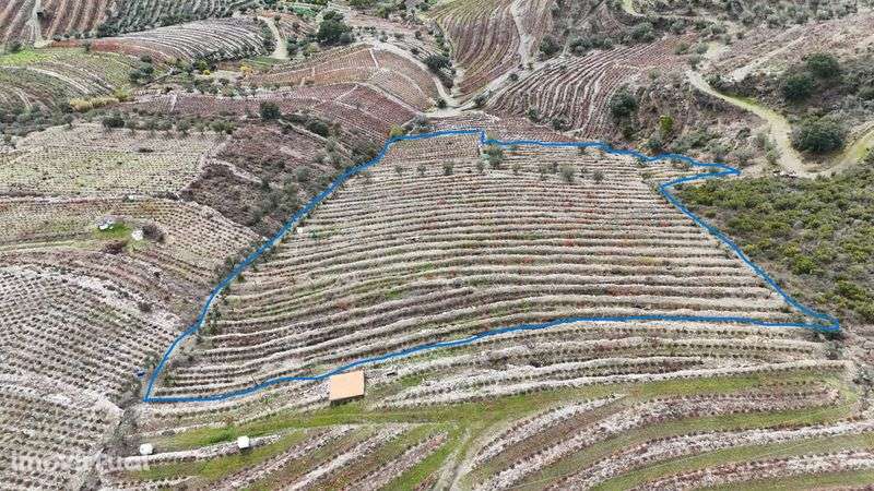 Vende-se terreno agrícola com vinha e Oliveiras - Grande imagem: 5/5