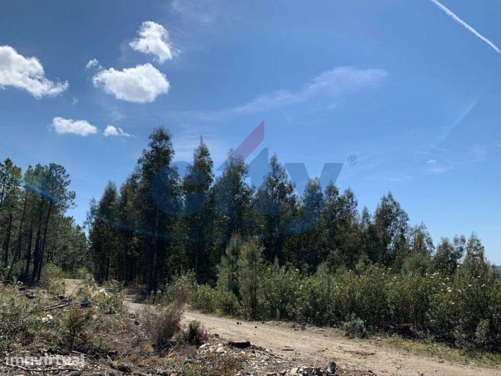 Terreno Florestal em Enxames - Grande imagem: 5/15
