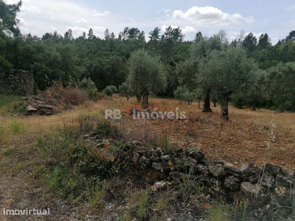 Dois terrenos rústicos com 4.074 m² - Carvalhal da Póvoa, Tomar - Grande imagem: 2/8