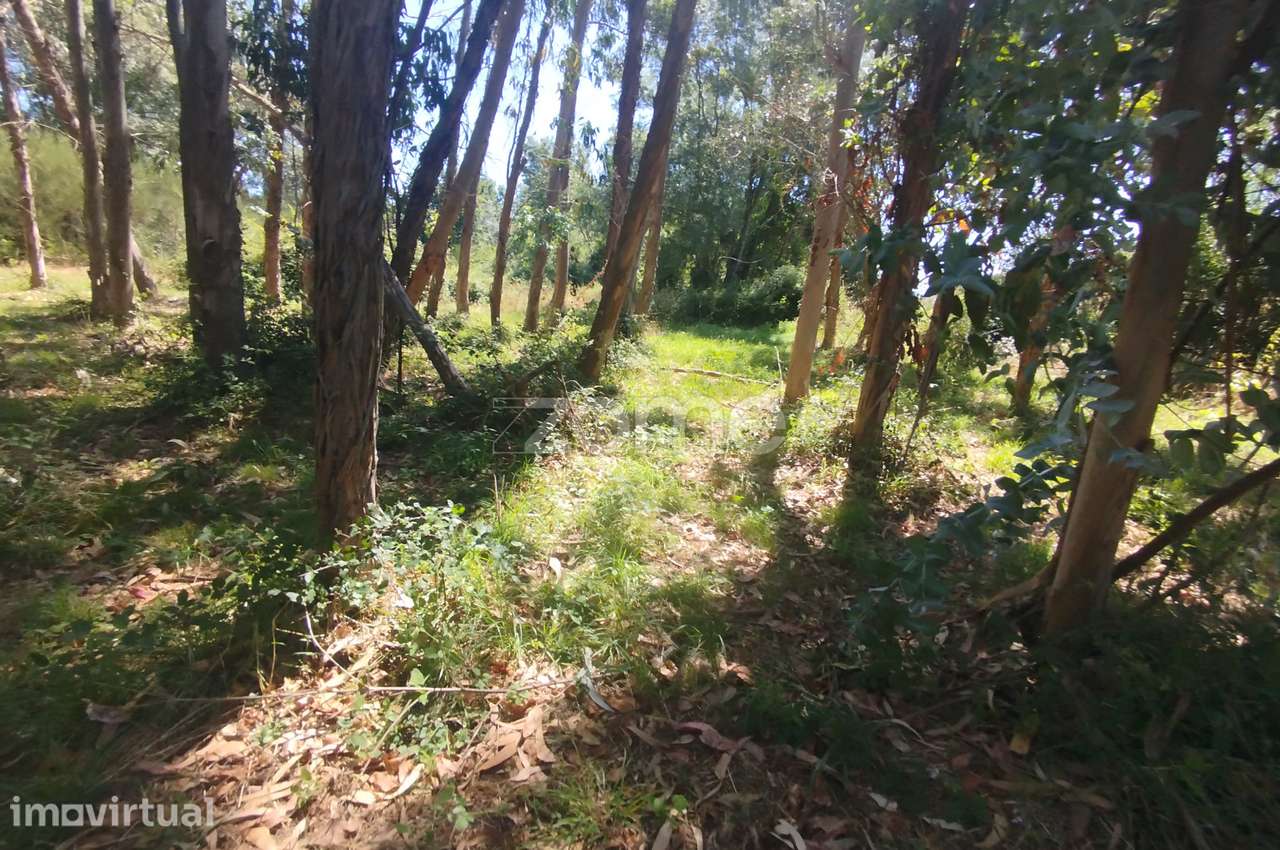 Ruína em Pedra, Palheiro escavado em pedras - Grande imagem: 5/47