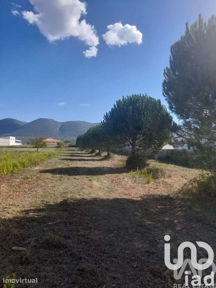 Terreno Agrícola em Aljubarrota - Grande imagem: 2/5