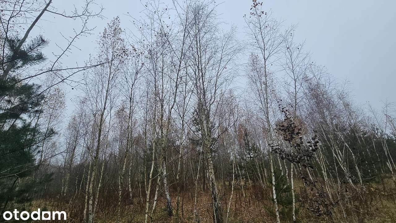 Działka o powierzchni 11300 m2 - Pełny obrazek: 2/8