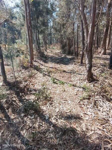 Vendo bouça com pinheiros e eucaliptos - Grande imagem: 4/4