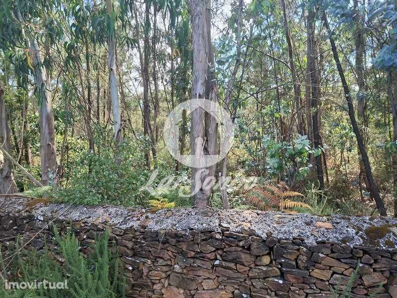 Bouça com 6.0.000m2 em Fradelos - Grande imagem: 5/12
