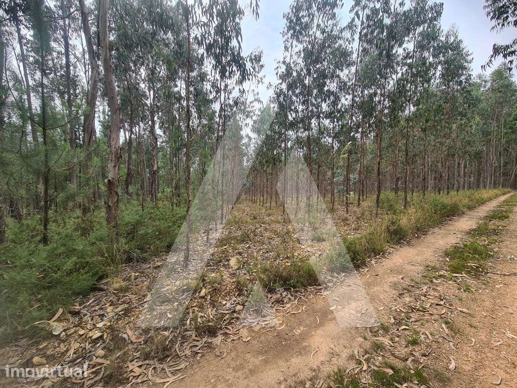 Terreno Industrial em Pinheiro da Bemposta - Grande imagem: 2/7