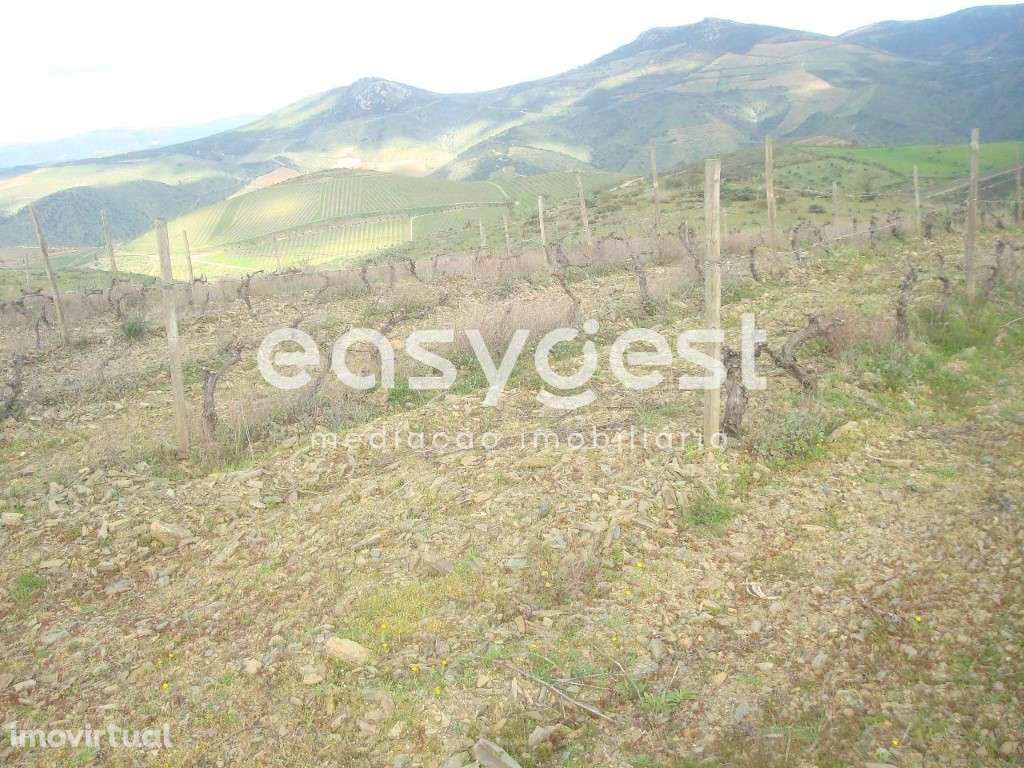 Excelente terreno agrícola em Vila nova de Foz Côa - Grande imagem: 3/12