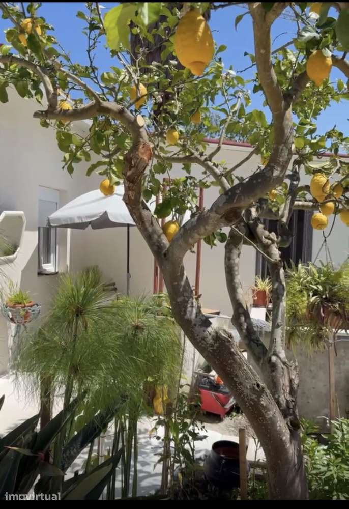 Moradia T2 isolada com jardim e terraço, Aceitam se animais - Grande imagem: 3/10