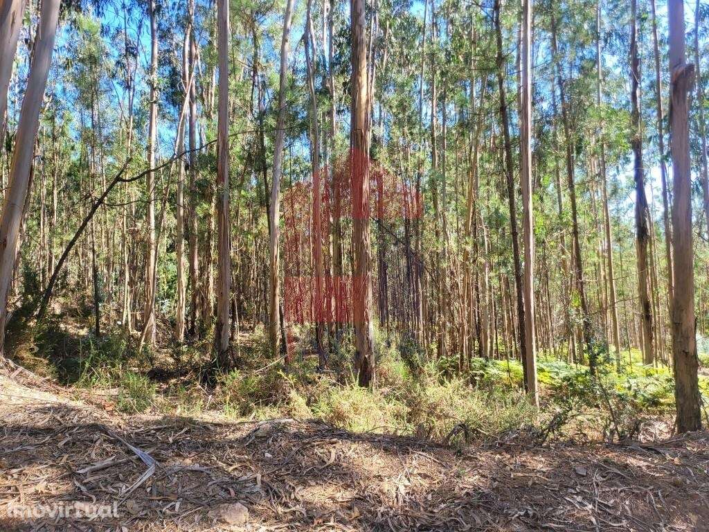 Terreno florestal, Marrancos - Grande imagem: 3/13