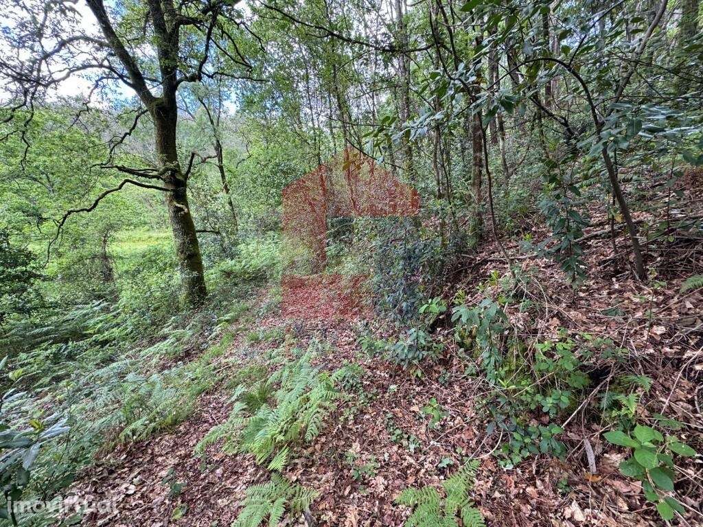 Terreno Florestal, Sande - Grande imagem: 2/11