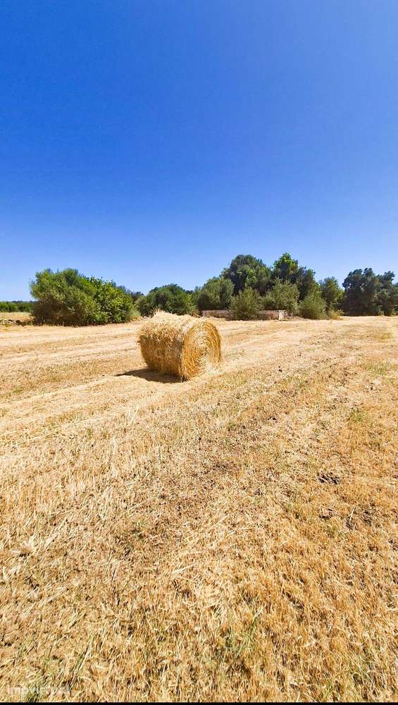 Oportunidade! Terreno Rústico de 6.440 m² em Algoz – Silves - Grande imagem: 5/34
