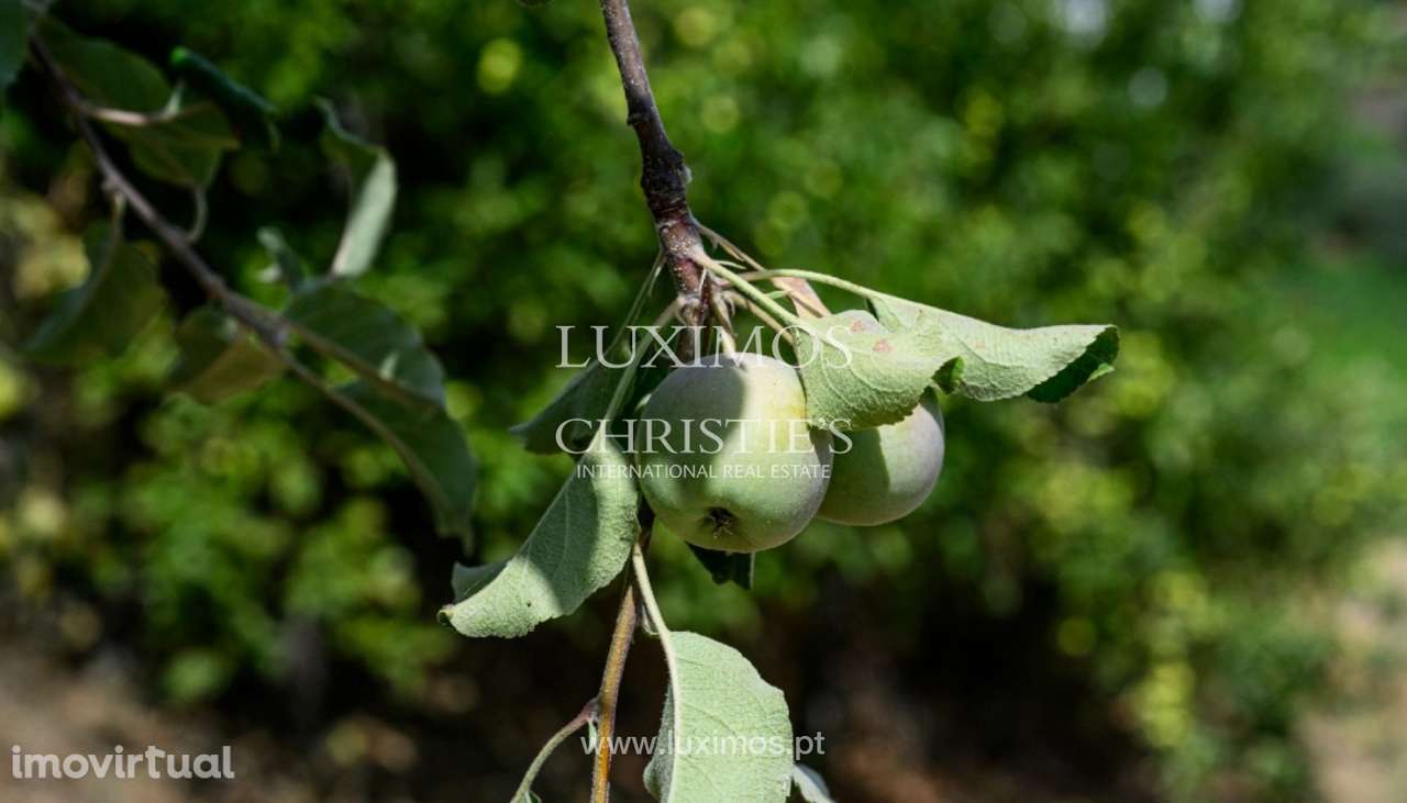 Quinta do Eidinho à venda no Douro Valley em Santa Marta de Penaguiã - Grande imagem: 5/22