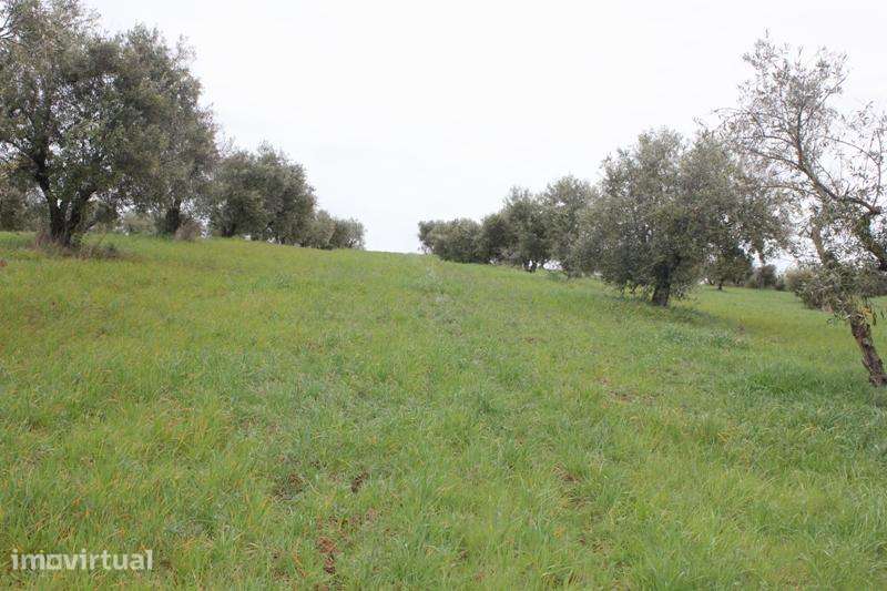 Lote de Terreno com 4500 m2 junto ao Alqueva - Grande imagem: 3/21