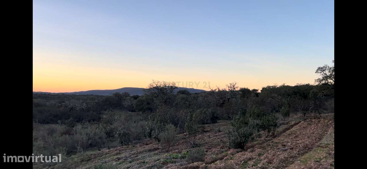 Terreno Montado Sobreiros/Azinheiras , 43 Hectares, Vale de Grou - Sob - Grande imagem: 2/26