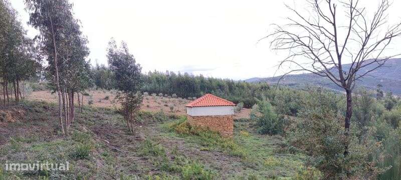Terreno com 17.000m² e Ruína em Vinho – Vila Cova de Alva, Arganil - Grande imagem: 2/3
