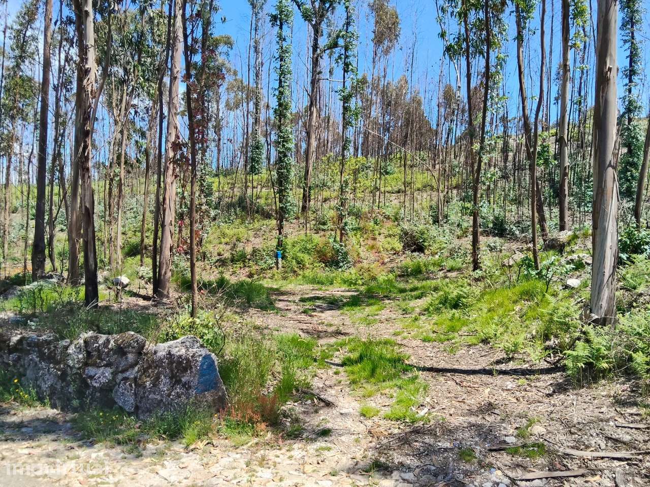 Terreno Rústico com 2.603,87 m² em Seidões, Fafe - Grande imagem: 2/5