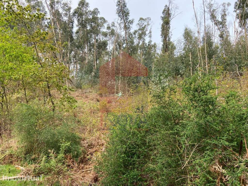 Terreno florestal em Penascais, Vila Verde - Grande imagem: 3/22