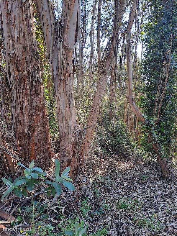 Terreno  para venda - Grande imagem: 3/3