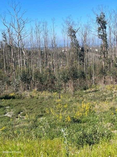 OPORTUNIDADE - Terreno com 1400 m/2 - Construção de 700/m2 - Grande imagem: 4/6
