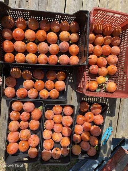 Terreno agricola de 7400m² Calhandriz - lisboa - Grande imagem: 4/12