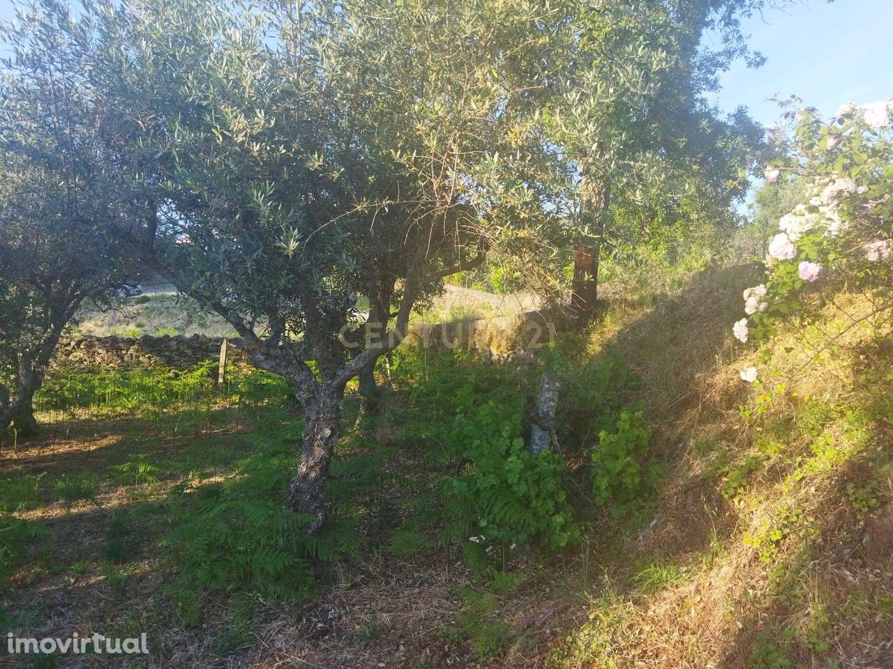 Terreno rústico | São Vicente da Beira, Castelo Branco - Grande imagem: 2/15