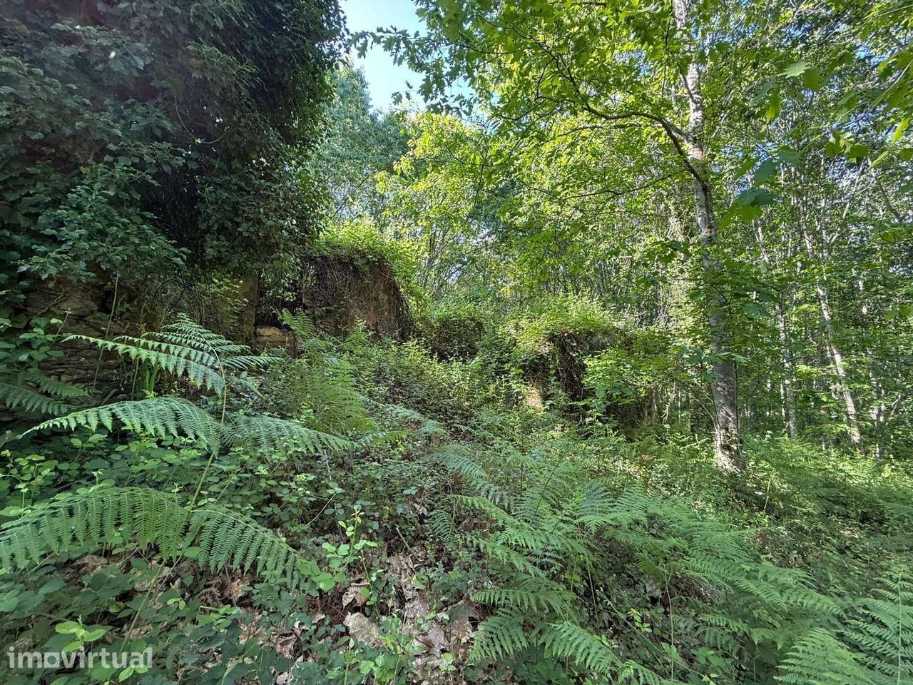 Propriedade mista com 53 hectares em Canedo, Santa Maria da Feira - Grande imagem: 5/7