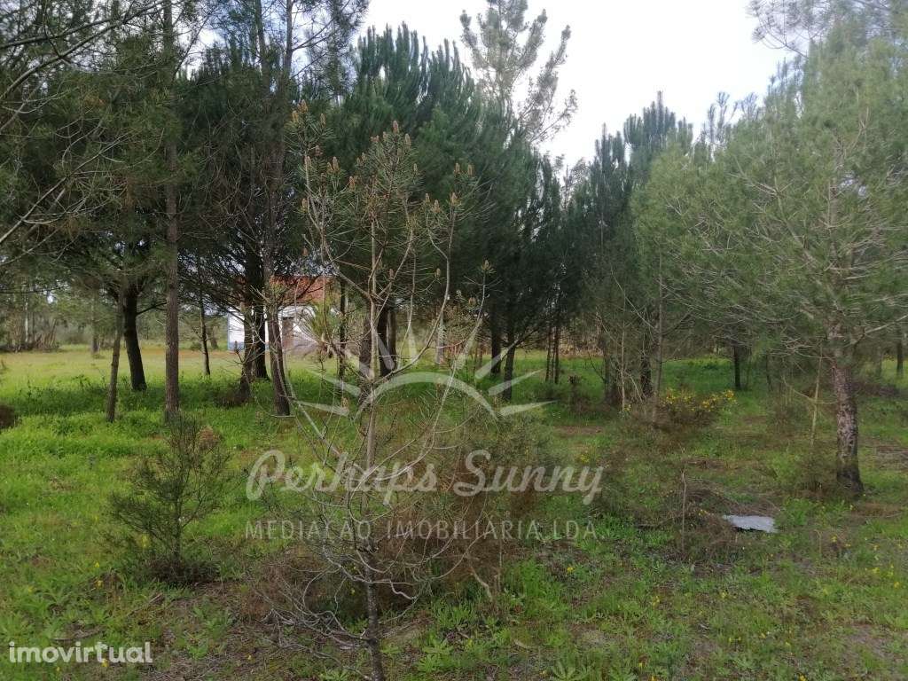 Quinta com Moradia em Grândola - Grande imagem: 4/20