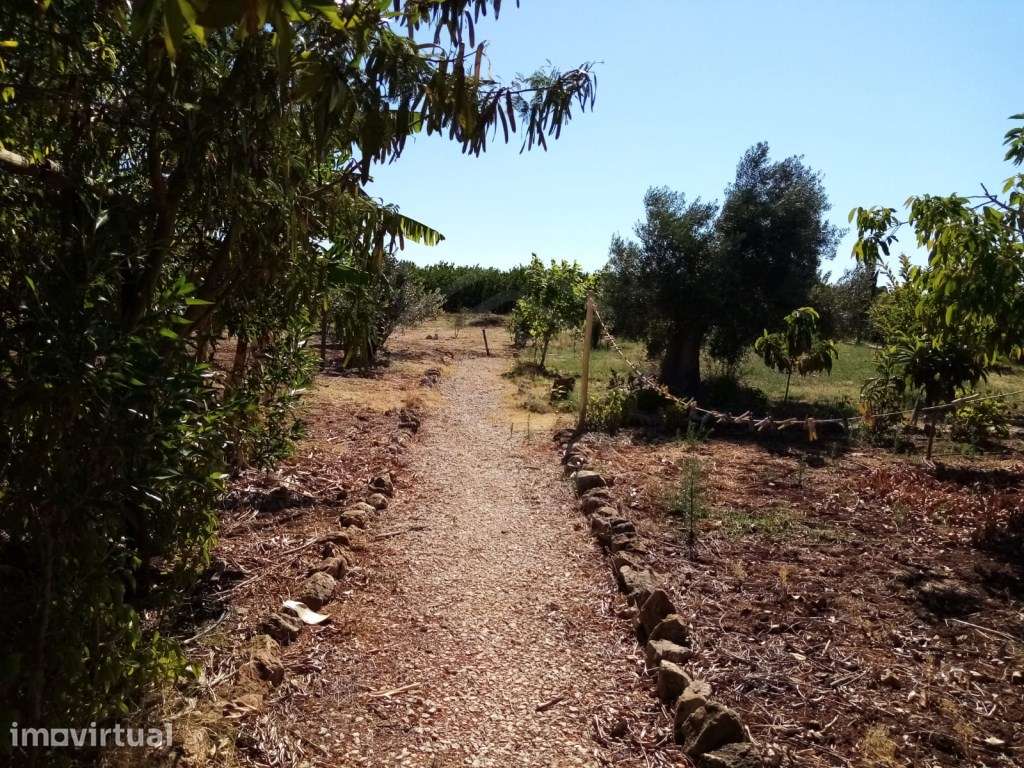 Terreno Agrícola com 2.120 m², São Bartolomeu de Messines, Algarve - Grande imagem: 5/33