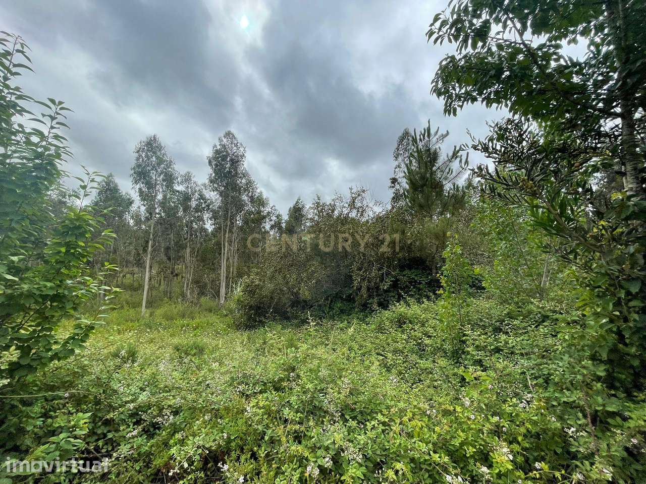 Terreno Agro-Florestal com 21.062 m² | Pedreira – Ouca | Vagos - Grande imagem: 4/7
