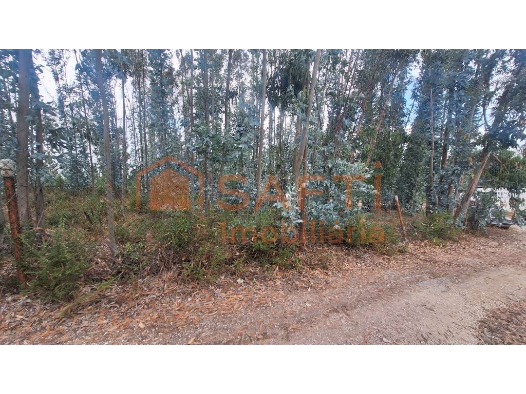 Excelente Terreno em zona de Pinhal e Eucaliptal - Grande imagem: 3/7