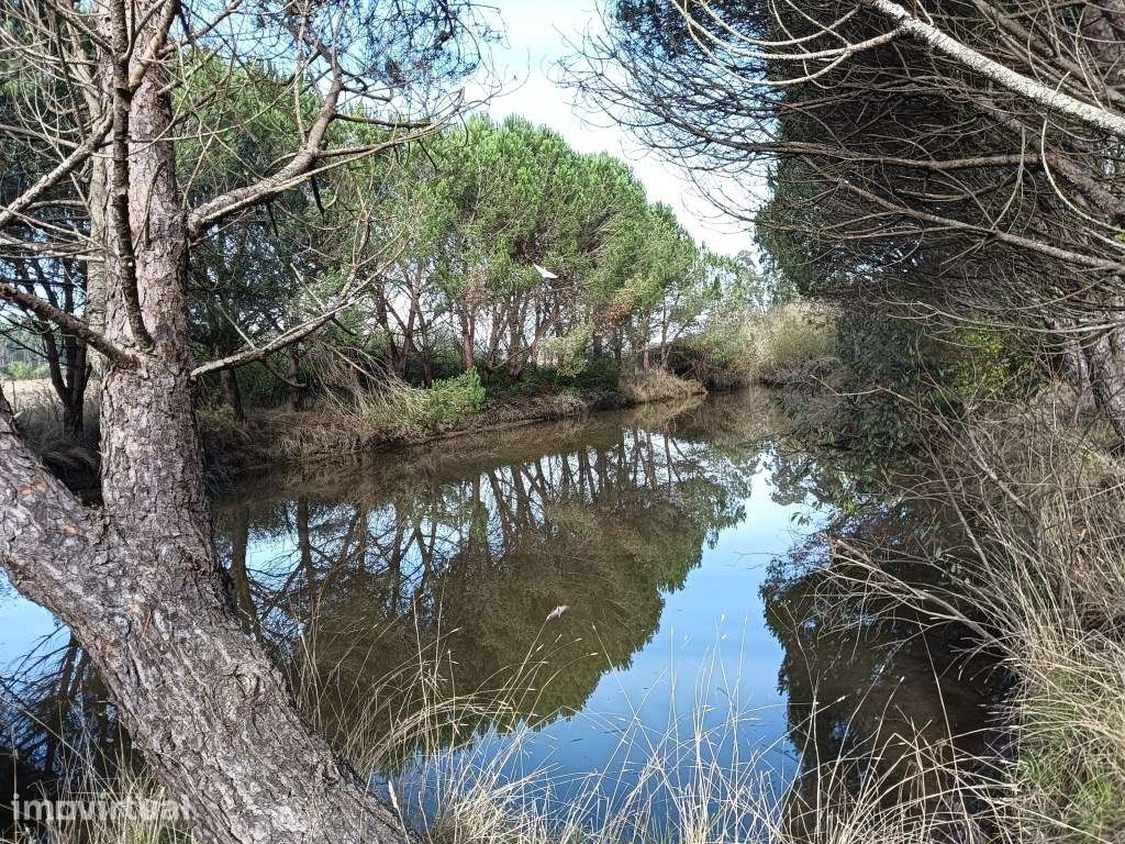 Terreno / Quinta com 6 hectares junto ao rio Boco - Vagos - Grande imagem: 3/22