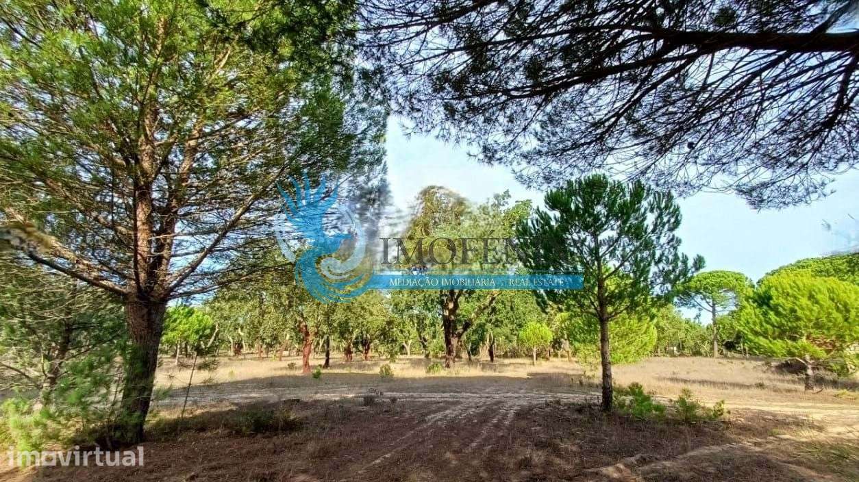 Herdade Exclusiva com 80 Hectares entre Melides e Comporta - Grande imagem: 3/9