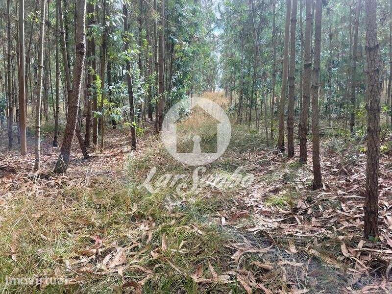 Terreno Agrícola e Florestal de 14.349m2 em Ferreiró, Vila do Conde - Grande imagem: 3/17