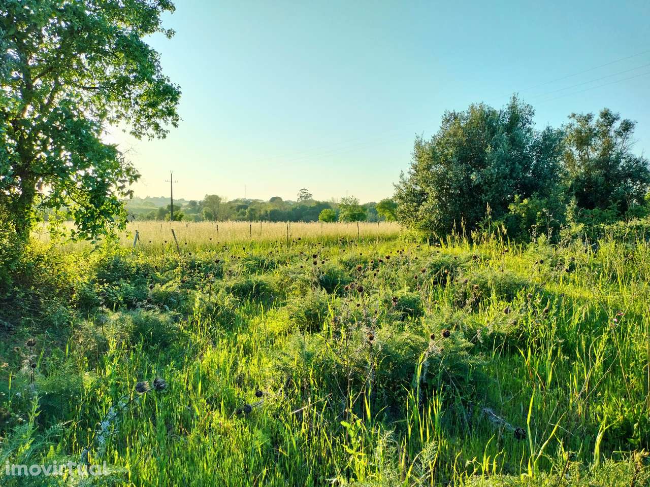 Terreno Rústico Alcanhões - Grande imagem: 2/7