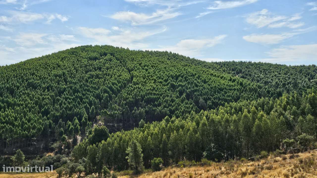 Terreno Rústico com 43 Hectares em Nisa, Portalegre - Grande imagem: 2/19