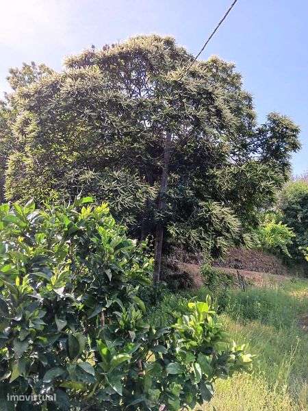 Terreno Agrícola com Vinha e Árvores de Fruto - Grande imagem: 3/12