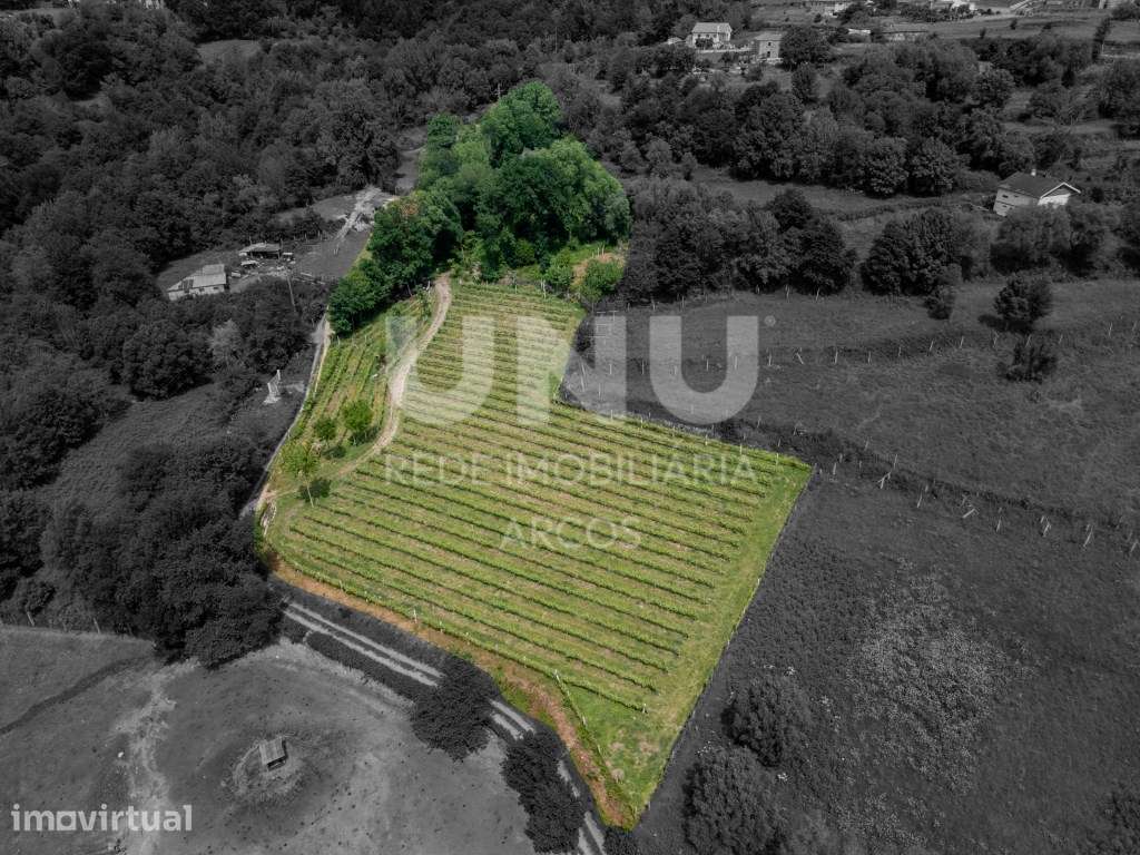 Quinta Vinícola - Grande imagem: 2/12