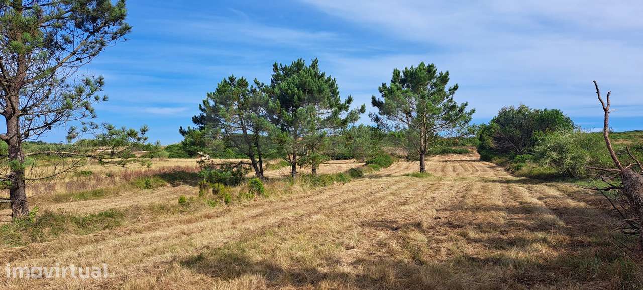 2 Lotes de Terreno (Rústicos) Serra dos Mangues, São Martinho do P... - Grande imagem: 5/9