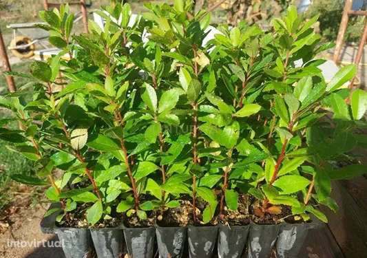 Quinta em Soalheira, Fundão - Oportunidade Única! - Grande imagem: 2/13