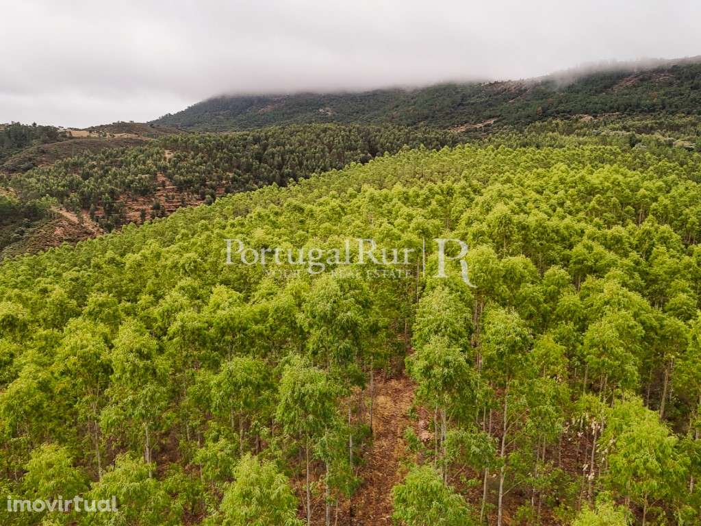 Herdade de 44 ha com eucaliptos, pinhal e terreno para plantação - Grande imagem: 3/36