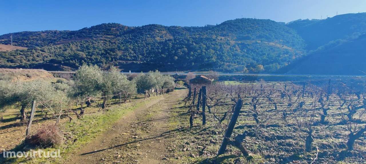 Quinta Vitivinícola de 5 Hectares  - Douro Superior - Grande imagem: 4/22