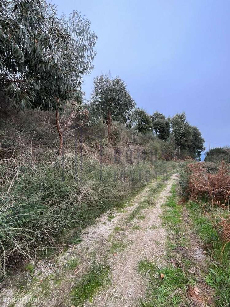 Terreno localizado na freguesia de São Tomé de Covelas - Grande imagem: 2/8