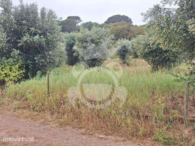 Olival com apoio agrícola não registado - Grande imagem: 4/16