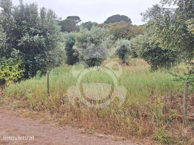 Olival com apoio agrícola não registado - Grande imagem: 4/16