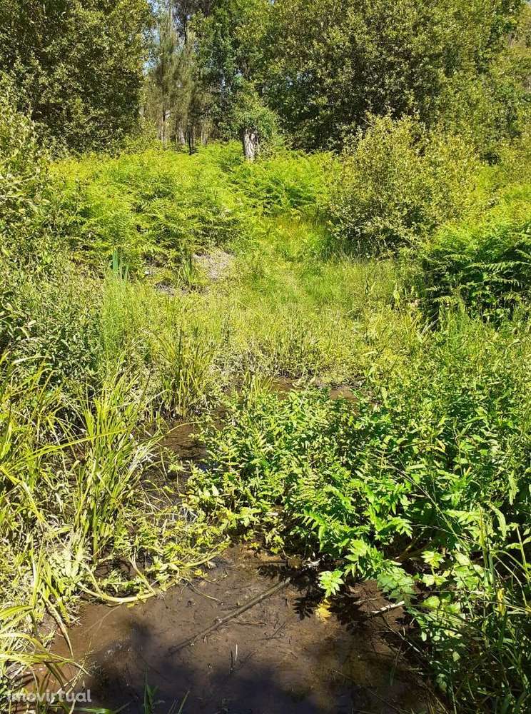 Terreno em Sanguedo, Santa Maria da Feira com 2923m2 - Grande imagem: 5/9